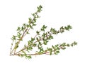 Thyme sprigs isolated on a white background Royalty Free Stock Photo