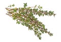 Thyme sprigs isolated on white background Royalty Free Stock Photo
