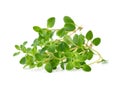 Thyme sprigs isolated on a white background Royalty Free Stock Photo