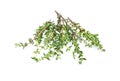 Thyme sprigs isolated on a white background Royalty Free Stock Photo