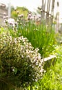 Thyme In Sunny Garden Royalty Free Stock Photo