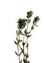 Thyme (Thymus citriodorus) Royalty Free Stock Photo