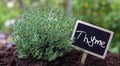 Thyme or Thymus culinary medicinal herb. Fresh aromatic, therapeutic plant and text label, close up Royalty Free Stock Photo