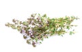 Thyme (Thymus serpillum)