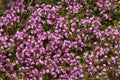 Thyme (Thymus vulgaris)