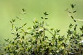 Thyme (Thymus vulgaris) Royalty Free Stock Photo