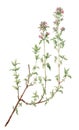 Thyme Thymus vulgaris botanical drawing over white background