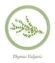 Thyme Thymus Vulgaris Culinary Herb Logo