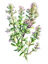 Thyme (Thymus vulgaris) isolated on white background. Generative AI detailed watercolor illustration