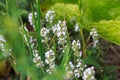 Thyme or Thymus vulgaris is a perennial herb with tiny fragrant leaves. Thyme flowers in the wild. natural background