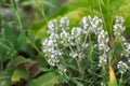 Thyme or Thymus vulgaris is a perennial herb with tiny fragrant leaves. Thyme flowers in the wild. natural background