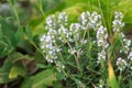 Thyme or Thymus vulgaris is a perennial herb with tiny fragrant leaves. Thyme flowers in the wild. natural background