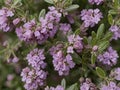 Thyme (Thymus vulgaris)