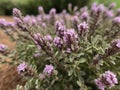 Thyme (Thymus vulgaris)