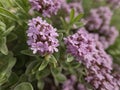 Thyme (Thymus vulgaris)