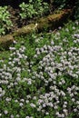 Thyme at the time of flowering Royalty Free Stock Photo