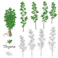 Thyme Twigs Set