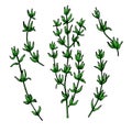 Thyme vector drawing. Isolated thyme plant with leaves.