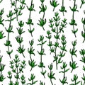 Thyme vector drawing seamless pattern. Isolated plant and leave