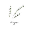 Thyme vector flat illustration. Herbs vector object isolated on white background. Kitchen herbs and spices banner