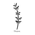 Thyme vector icon.Black,simple vector icon isolated on white background thyme.