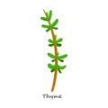 Thyme vector icon.Cartoon vector icon isolated on white background thyme.