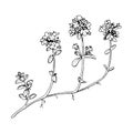 Thyme Vector outline illustration. Hand drawn graphic clipart of spice. Black line flower art. Officinalis herb linear