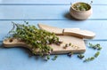 Thyme vulgaris isolated on blue background. Thymus vulgaris is a species of flowering plant .Thyme is any of several