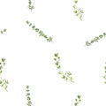 Thyme watercolor illustration seamless pattern.