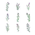 Thyme.Watercolor set of lavender flowers. Hand drawn illustration.