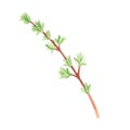 Thyme. Watercolor vintage illustration. Isolated on a white background. For your design.