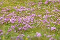 Thyme wild pink flowers meadow Royalty Free Stock Photo