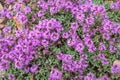 Thyme wild pink flowers meadow stones Royalty Free Stock Photo