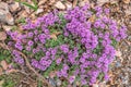Thyme wild pink flowers meadow stones Royalty Free Stock Photo
