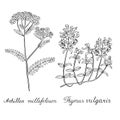 Thyme Yarrow Hand drawn sketched illustration. Doodle graphic