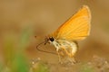 Thymelicus lineola - butterfly Royalty Free Stock Photo