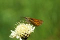 Thymelicus novus butterfly on flower , butterflies of Iran