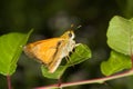 Thymelicus sylvestris / small skipper butterfly Royalty Free Stock Photo