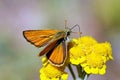 Thymelicus sylvestris , the small skipper butterfly , butterflies of Iran