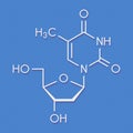 Thymidine deoxythymidine nucleoside molecule. DNA building block. Skeletal formula.