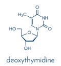 Thymidine deoxythymidine nucleoside molecule. DNA building block. Skeletal formula.