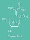 Thymidine deoxythymidine nucleoside molecule. DNA building block. Skeletal formula.