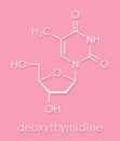 Thymidine deoxythymidine nucleoside molecule. DNA building block. Skeletal formula.
