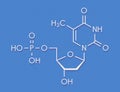 Thymidine monophosphate TMP, thymidylate nucleotide molecule. DNA building block. Skeletal formula.