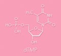 Thymidine monophosphate TMP, thymidylate nucleotide molecule. DNA building block. Skeletal formula.