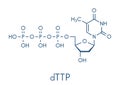 Thymidine triphosphate TTP nucleotide molecule. DNA building block. Skeletal formula.