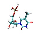 Thymine