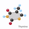 Thymine HexNut, T. Purine nucleobase molecule. Present in DNA. 3D vector illustration on white background