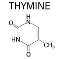 Thymine nucleobase molecule. present in DNA. Skeletal formula.