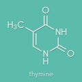 Thymine T nucleobase molecule. present in DNA. Skeletal formula. Royalty Free Stock Photo